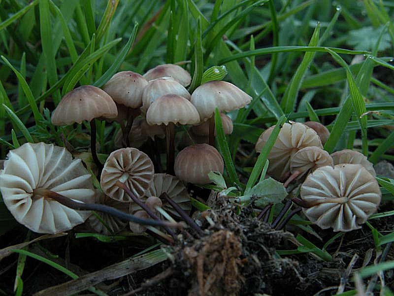 Marasmius anomalus var. microsporus (Mre.) Ant.